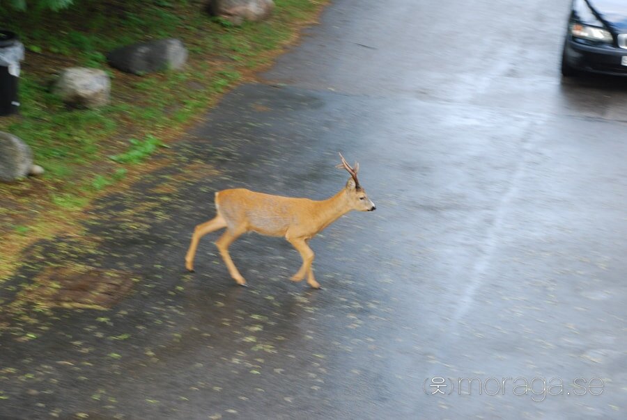 The last deer