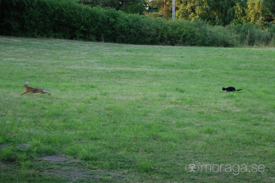 The last cat and rabbit