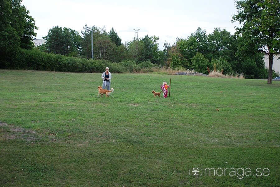 The last humans and dogs