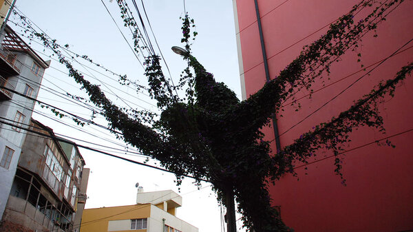Enredadera se toma tendido eléctrico en Valparaíso