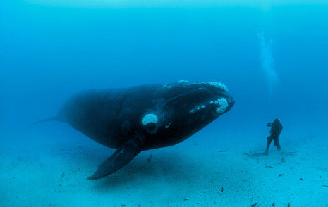 Una Ballena grande y un hombre rana, The Network by Moraga