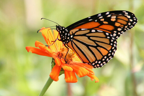 Mariposa, The Network by Moraga