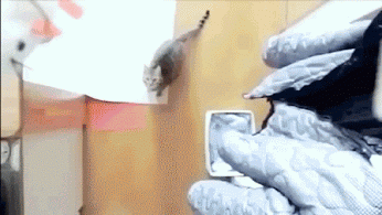 Gato cato incendiario