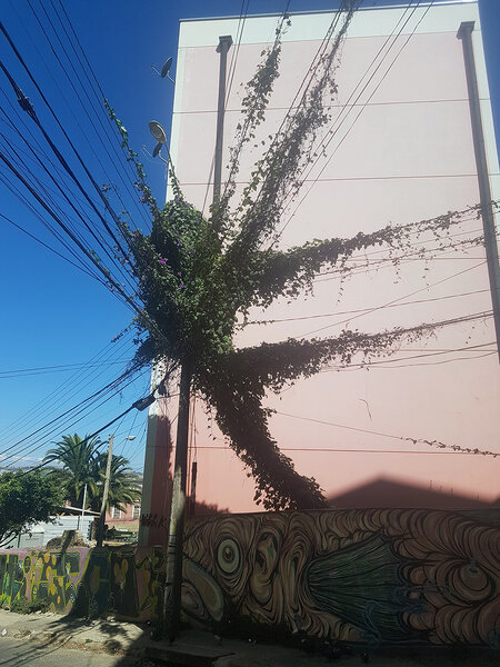 Enredadera se toma tendido eléctrico