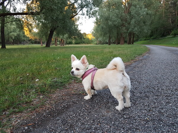 Yuki