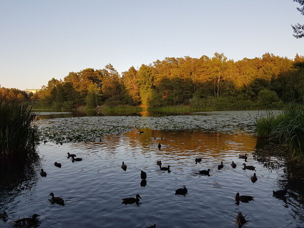 Patos en el lago de Grimsta