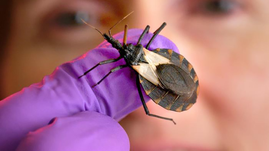 World Chagas Disease Day