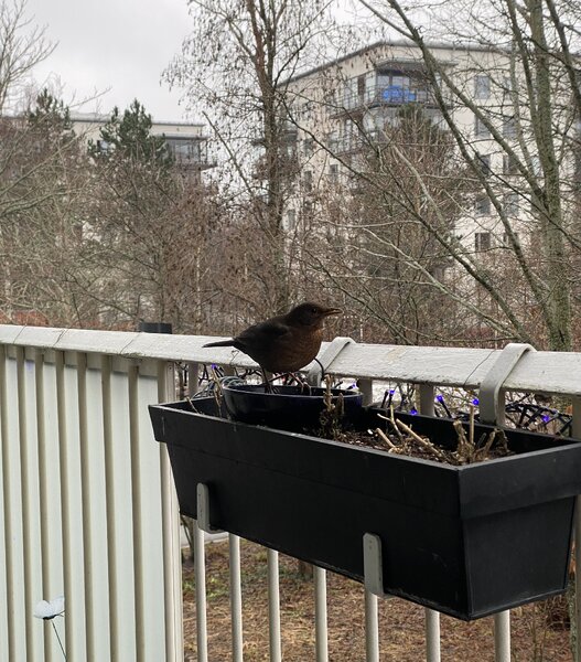 A blackbird came to check if there was food left from the winter.