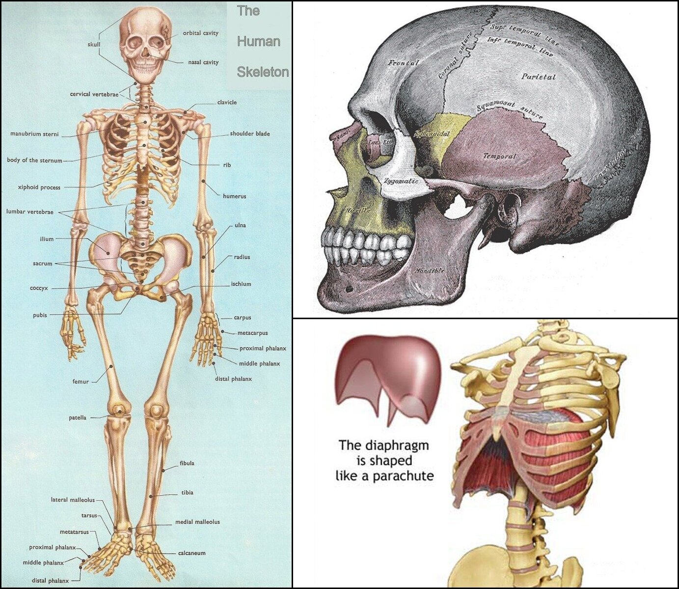 Human Body