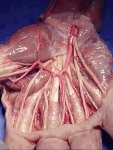 Tendones y arterias de la mano