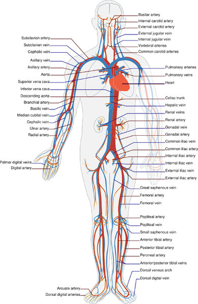 Scientific-illustration-human-body-vector.jpg