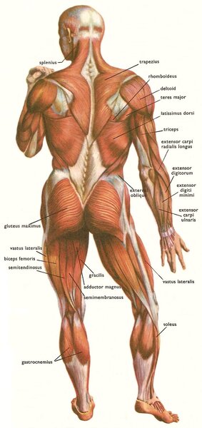 Muscles names, human body, back