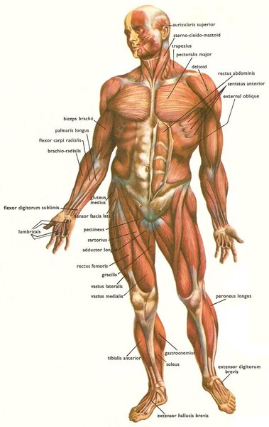 Human body, muscles names, front
