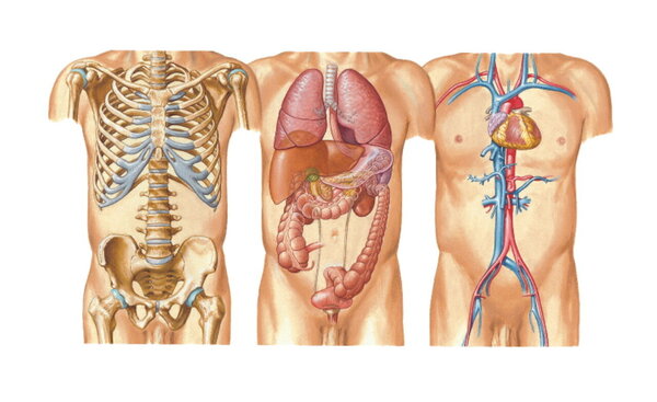 Human body, some systems